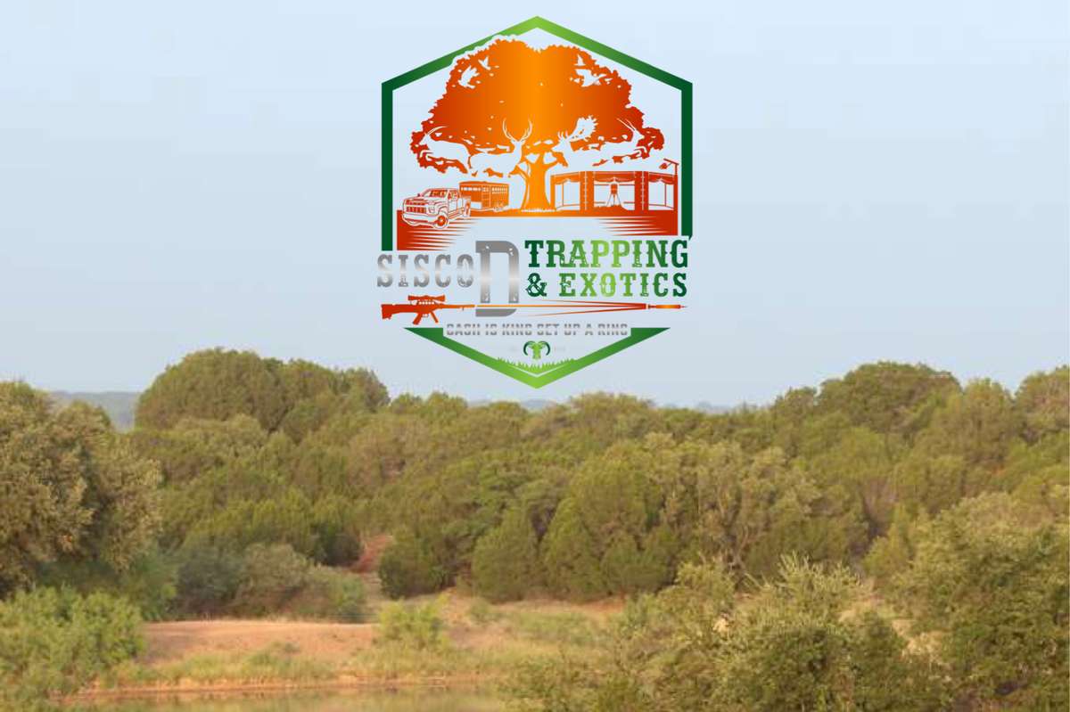 Sisco D Guarantee Sisco D Guarantee